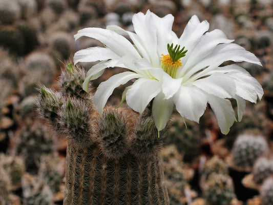Echinocereus rigidissimus ssp. rubispinus cv. W. Beisel