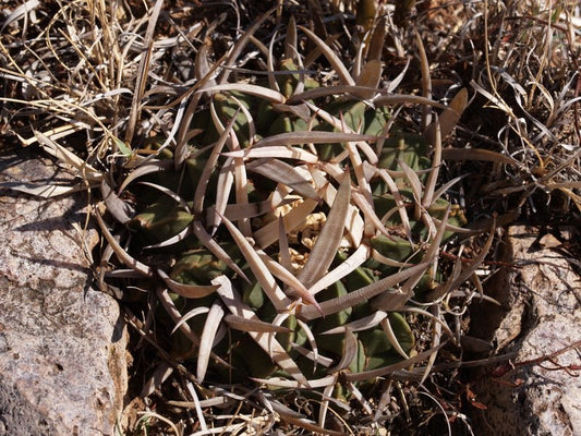 Echinofossulocactus coptonogonus VZD 1027 Chichimequillas, Zac