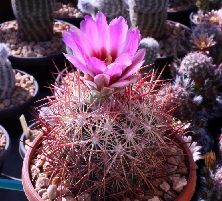 Echinomastus johnsonii SB 690 Clark Co, Nv - 10 seeds
