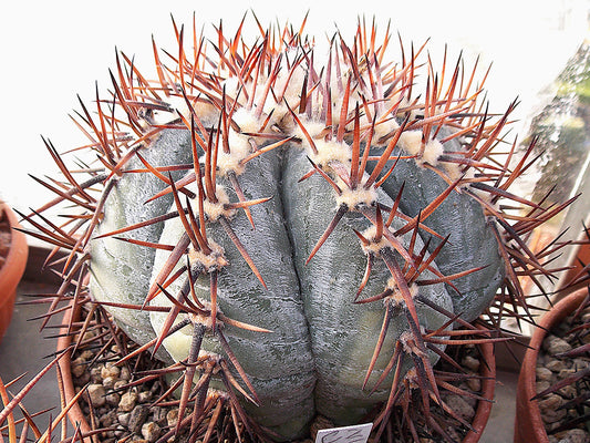 Echinocactus horizonthalonius JaBo 33 Arteaga, Coah - 10 seeds