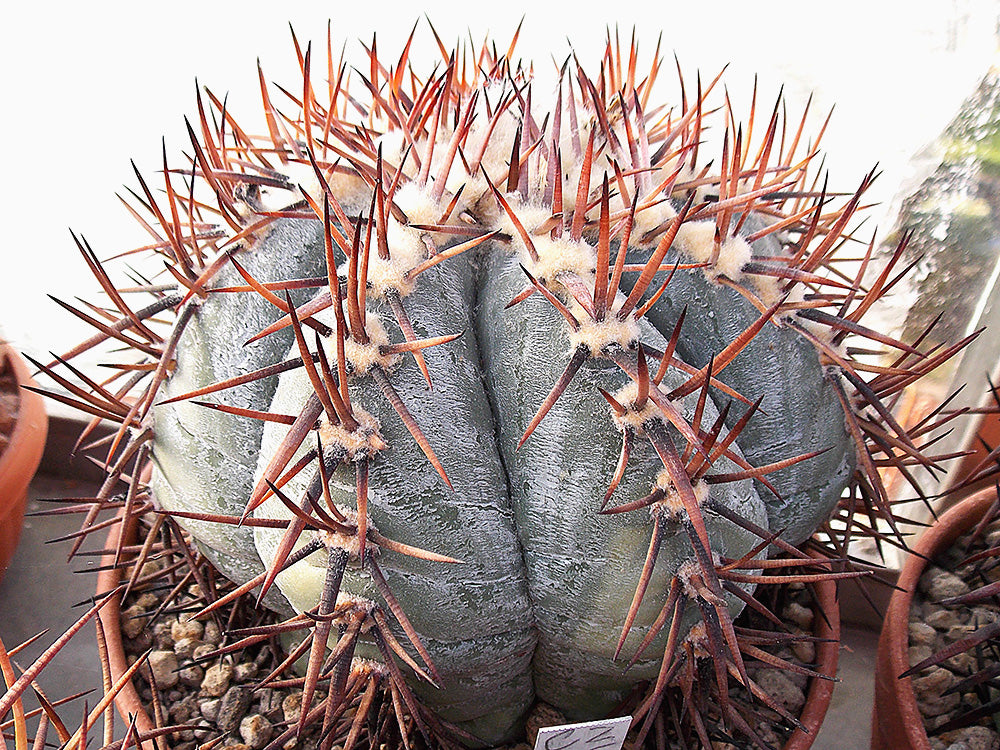 Echinocactus horizonthalonius CZ 85 Arteaga, Coah