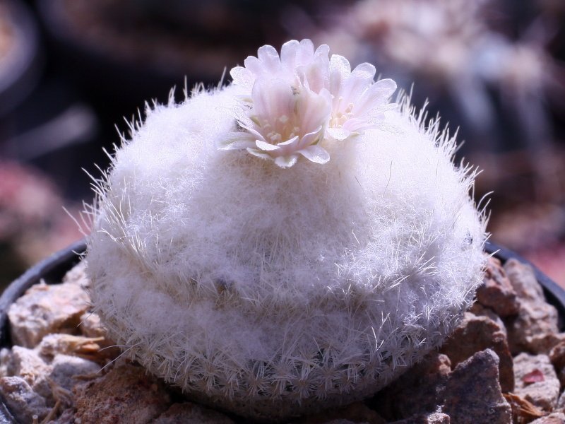Epithelantha bokei SB 416 Brewster Co, Tx