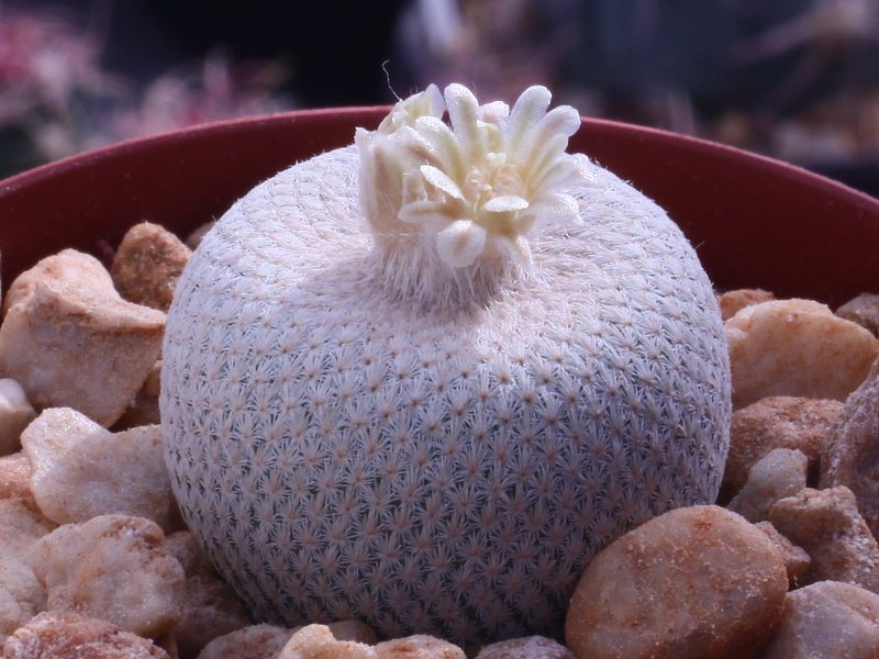 Epithelantha bokei SB 845 Cuatrocienegas, Coah