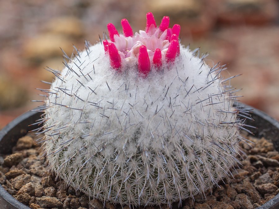 Epithelantha bokei ssp. unguispina VM 418 Sierra Mitras, NL