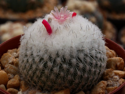 Epithelantha bokei v. unguispina Lau 1022 Monterrey, NL