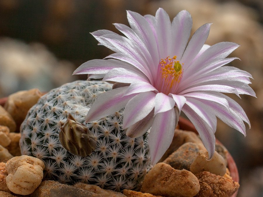 Mammillaria herrerae var. albiflora Pozos, Gto