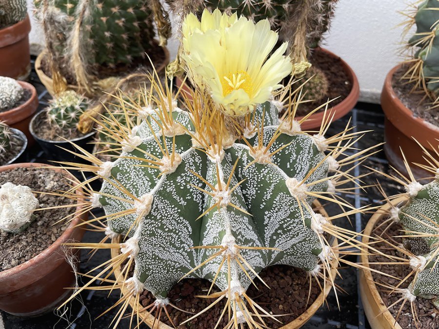 Asrophytum ornatum Rio Bagres, SLP