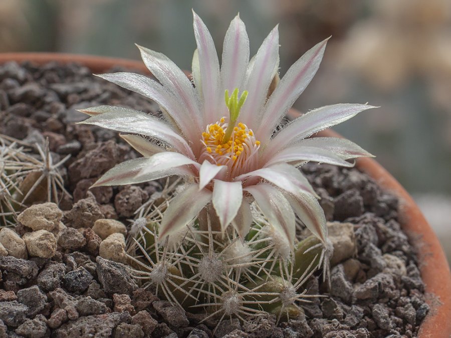 Escobaria abdita ssp. tenuispina VM 1058 Laguna de Mayrán, Coah