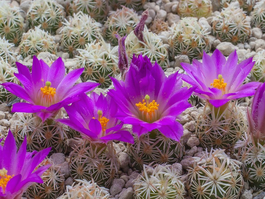 Escobaria minima SB 423 Marathon, Tx