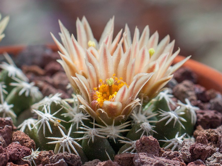 Escobaria missouriensis ssp. navajoensis RP 33 Woodruff, Az