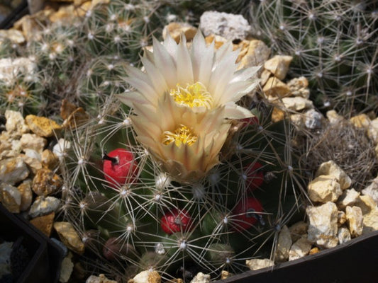 Escobaria missouriensis VZD 868 Electric, Park Co, Montana - 10 seeds