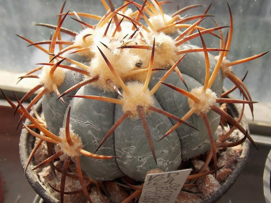 Echinocactus horizonthalonius VZD 564 Simon Bolívar, Coah - 10 seeds