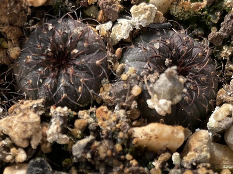 Frailea asterioides GF 465 Rio Grande do Sul, Brazil