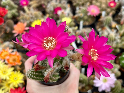 Chamaecereus hybr. Hajek 23.037