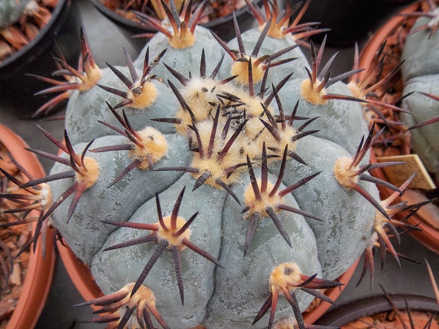 Echinocactus horizonthalonius Ocampo, Coah