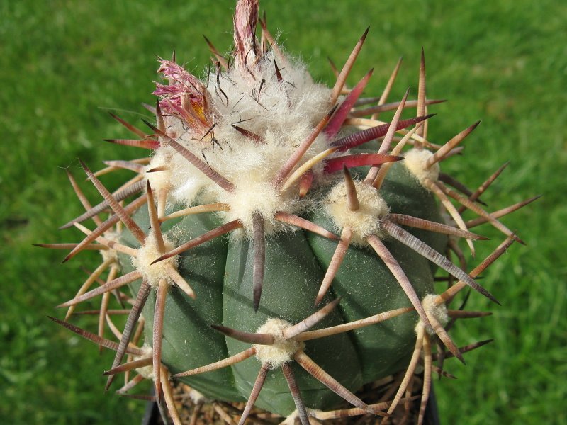 Echinocactus horizonthalonius IDD 090/03 Sierra de la Paila, Coah - 10 seeds