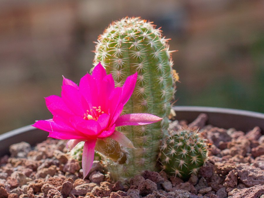 Chamaecereus hybr. mix of colour - 20 seeds