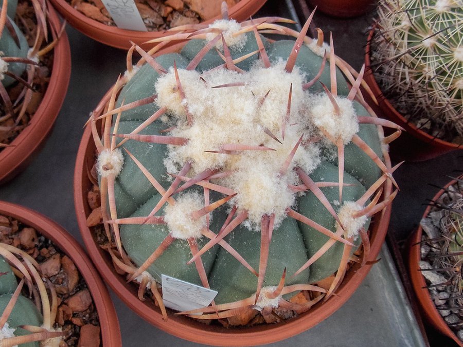 Echinocactus horizonthalonius VZD 892 San Pablo, Dur - 10 seeds