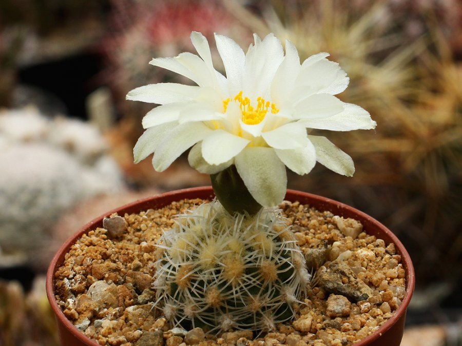 Pediocactus bradyi SB 470 Marble Canyon, Az - grafted