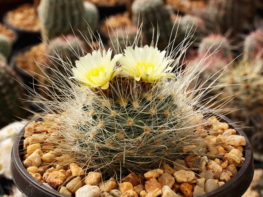 Pediocactus paradinei RP 80 Houserock Valley, Az - own roots