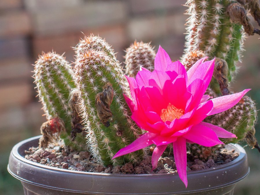 Chamaecereus hybr. dark pink flower