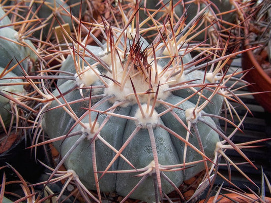 Echinocactus horizonthalonius JABO 27 Villa Real, E of Viesca, Coah