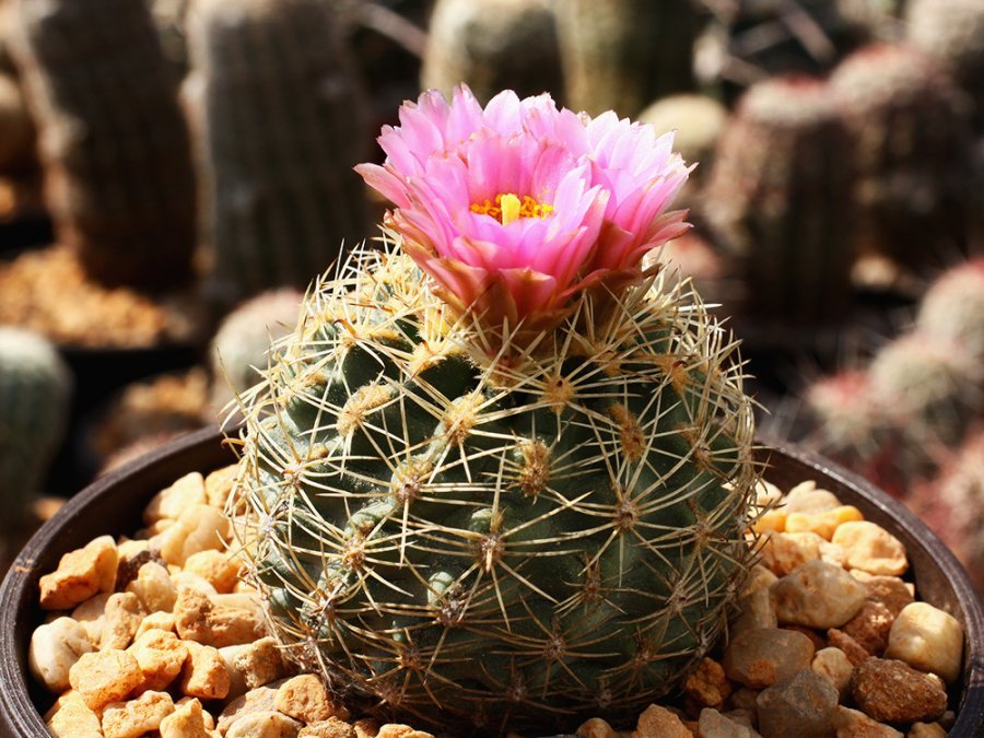 Sclerocactus brevispinus (wetlandicus ssp. ilseae) RP 25 Duchesne Co, Ut  - 10 seeds