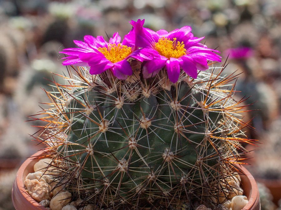 Pediocactus nigrispinus ssp. indranus FH 5 Idaho - 10 seeds