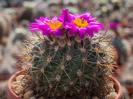 Pediocactus nigrispinus ssp. indranus FH 5 Idaho - 10 seeds
