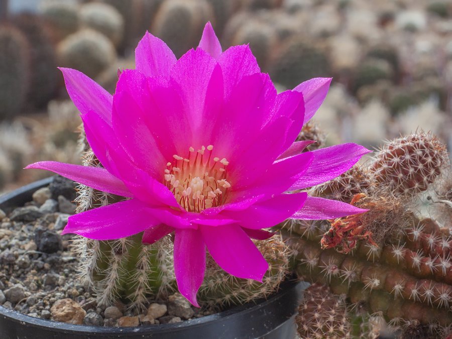 Chamaecereus hybr. mix of colour - 20 seeds