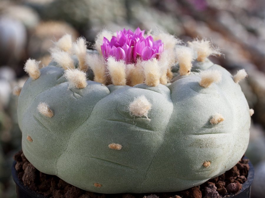 Lophophora fricii San Pedro, Coah - 10 seeds