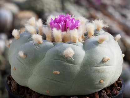 Lophophora fricii San Pedro, Coah - 10 seeds