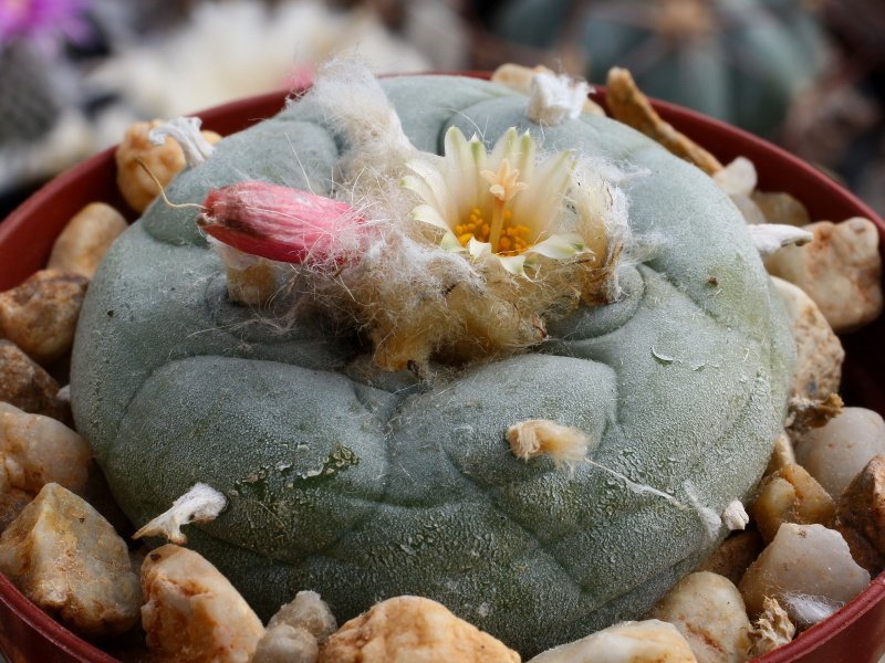 Lophophora fricii var. albiflora RS 404 Viesca, Coah