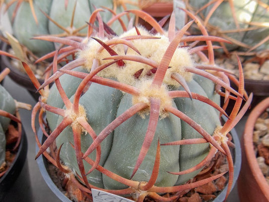 Echinocactus horizonthalonius VZD 696 Seco, Chih - 10 seeds