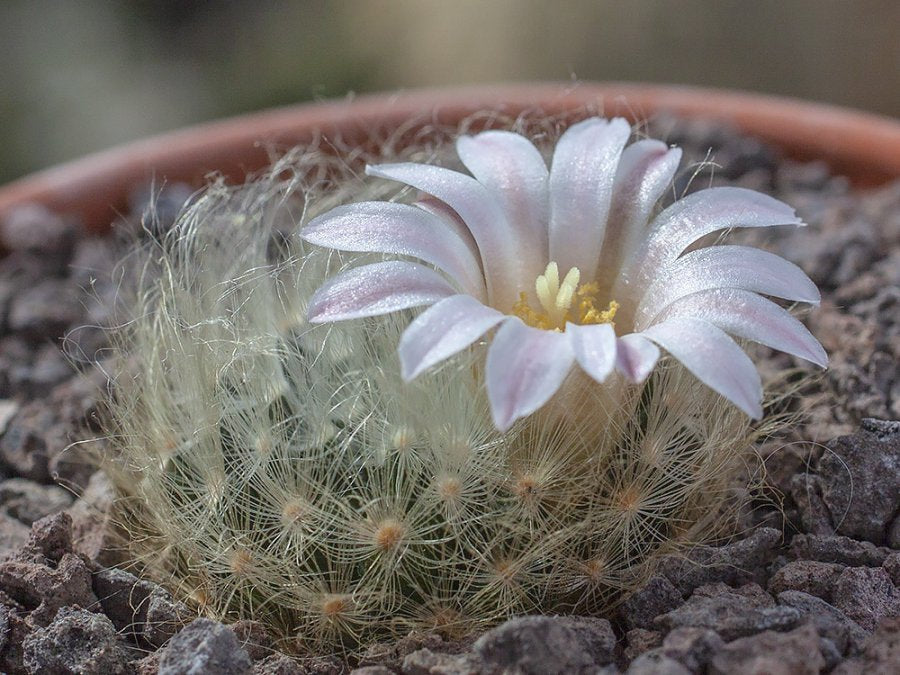 Mammillaria aureilanata MMR 344 Cerritos, SLP - 10 seeds