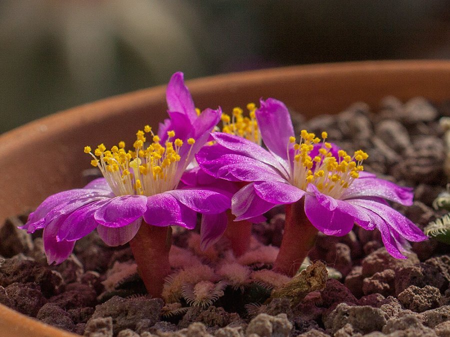 Mammillaria bertholdii