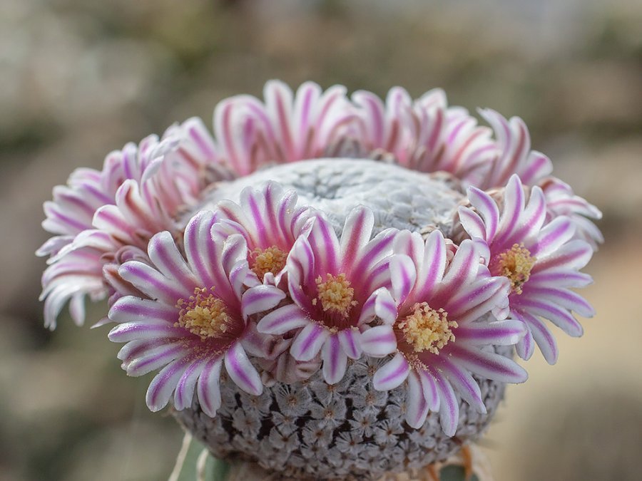 Mammillaria breviplumosa - grafted