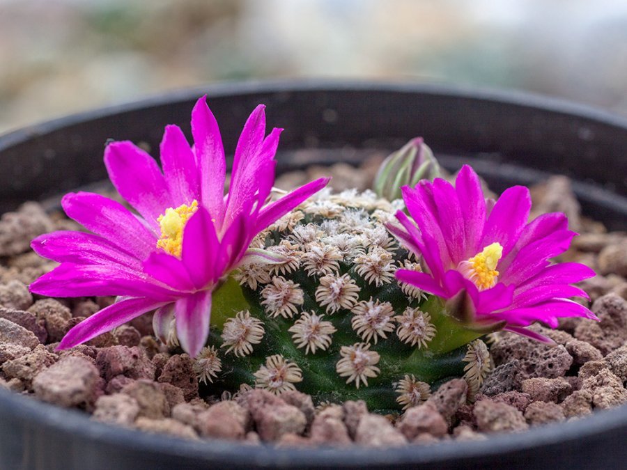 Mammillaria hernandezii