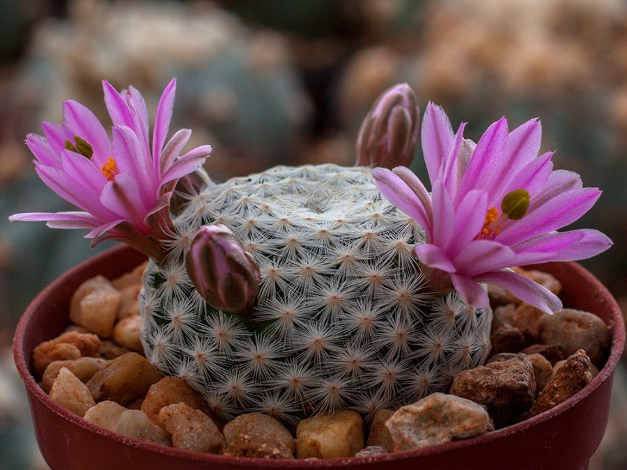 Mammillaria herrerae