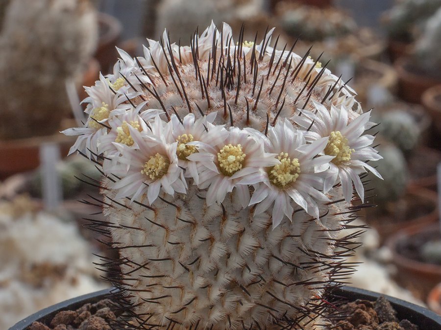 Mammillaria perezdelarosae ssp. andersoniana VCCB 379 Villa Garcia, Za