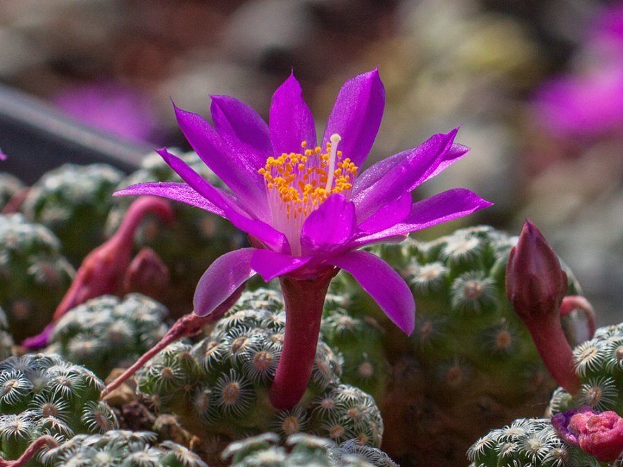 Mammillaria saboae ssp. haudeana Yecora, Son