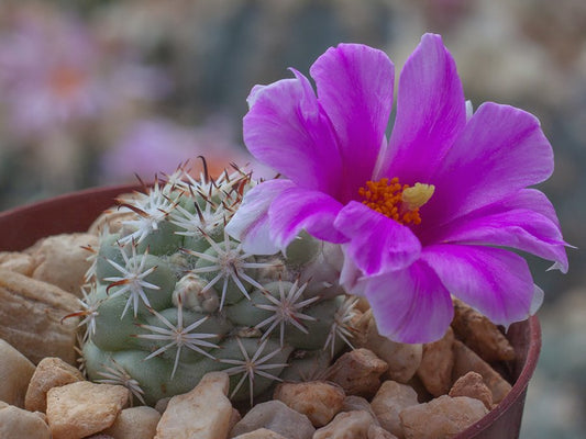 Mammillaria schumannii ssp. globosa REP 294 Cabo San Lucas, BC