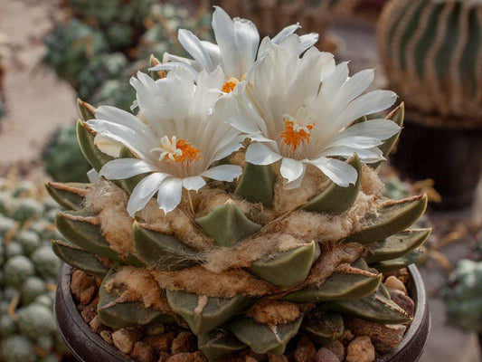 Ariocarpus retusus f. pectinatus