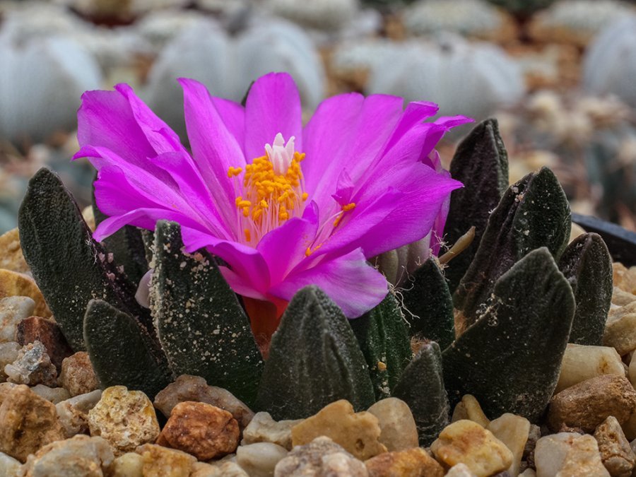 Ariocarpus scapharostrus RS 695 Rayones, NL