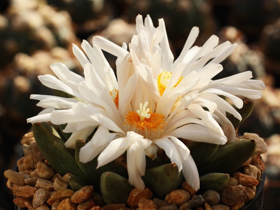 Ariocarpus retusus ssp. scapharostroides PP 232 Villa Juarez, SLP