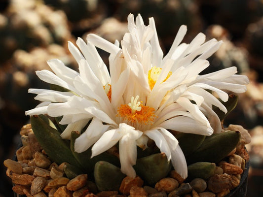 Ariocarpus retusus ssp. scapharostroides PP 232 Villa Juarez, SLP