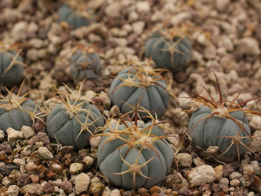 Echinocactus horizonthalonius PC 72  La Luz, Coah