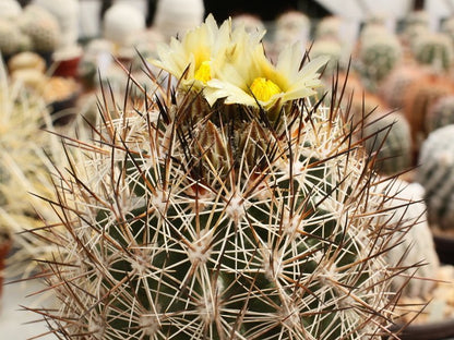 Pediocactus sileri SB 1872 St. George, Ut - grafted