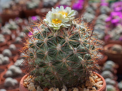 Pediocactus simpsonii ssp. robustior FH 115 Humboldt River, Nv