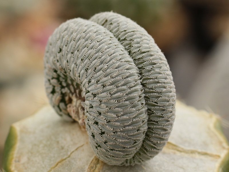Pelecyphora aselliformis f. cristata - grafted
